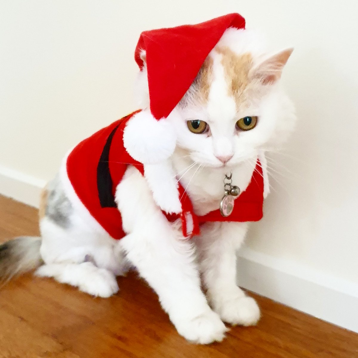 StarPuddy's tweet photo. Look, I'm Santa Paws! Meowy Christmas! 🎅 #Caturday 

#Christmas #CatsOfTwitter #catsofinstagram https://t.co/cW42FHdYiK
