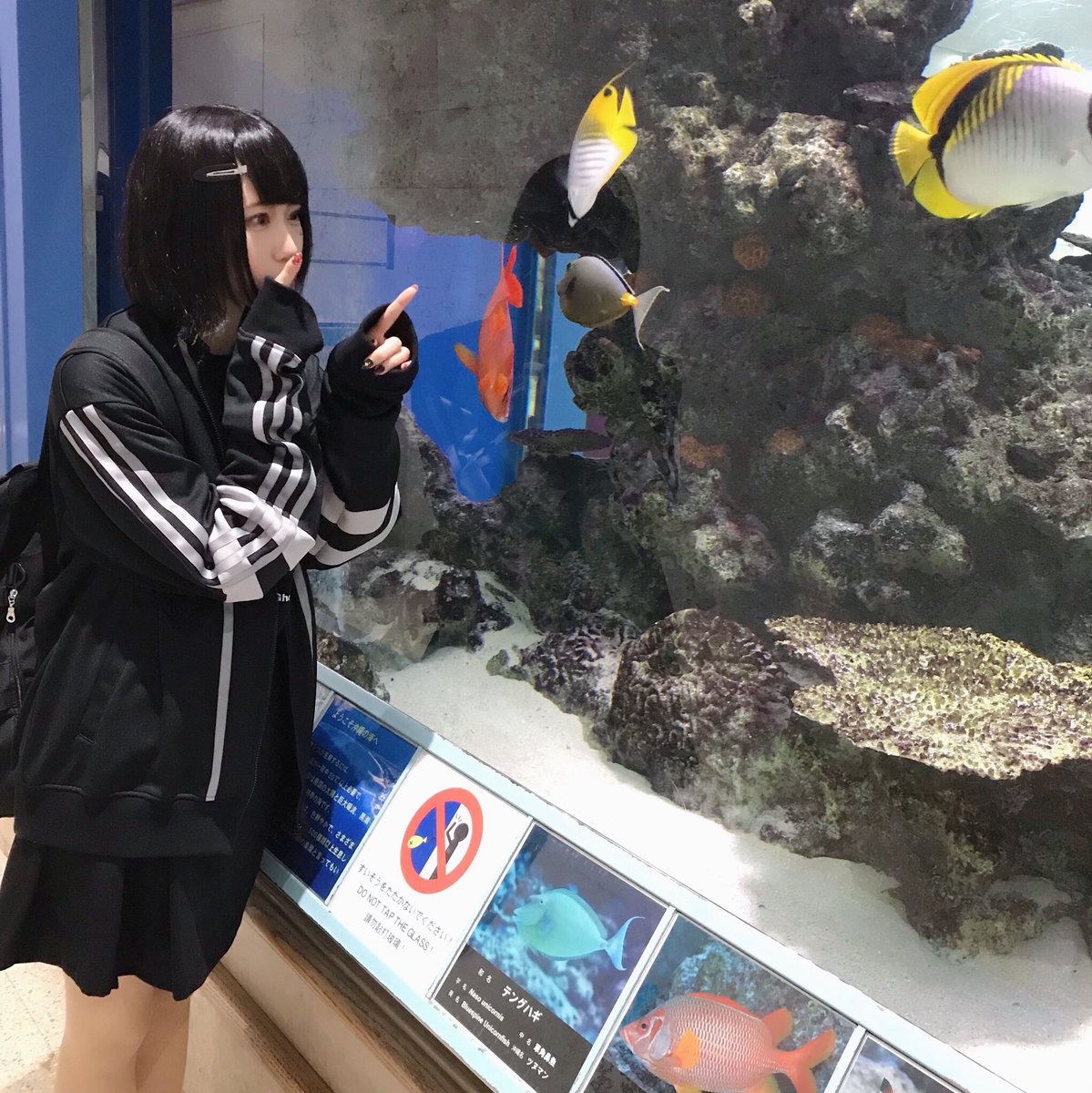 ねうちゃん 空港にお魚いた 沖縄着