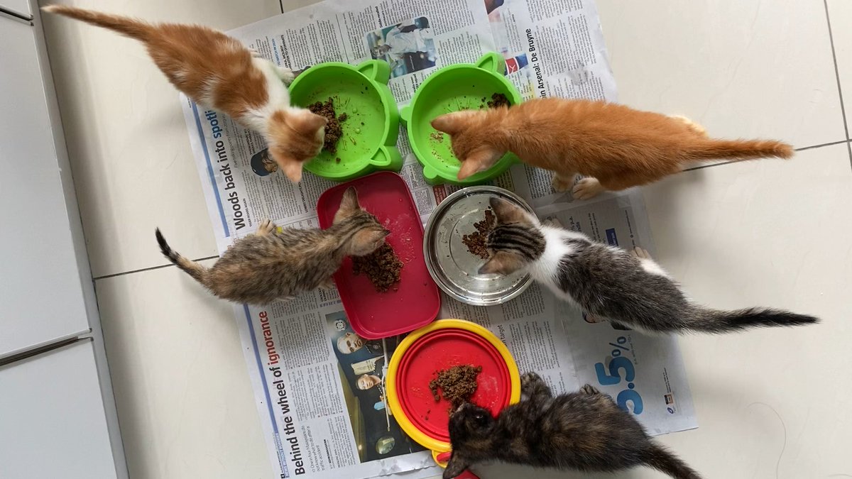 MeowMoeDotCom's tweet photo. My friend’s #Rescue #Kittens #Nomming away. She’s done such an #Amazing #Job with them. On that #No ...
 
#Cats #Cat #Kittens #Kitten #Kitty #Pets #Pet #Meow #Moe #CuteCats #CuteCat #CuteKittens #CuteKitten #MeowMoe
 
#Friends #Shes
 
https://t.co/2YeAXbTK3N
 
. https://t.co/kSGXe16NU7