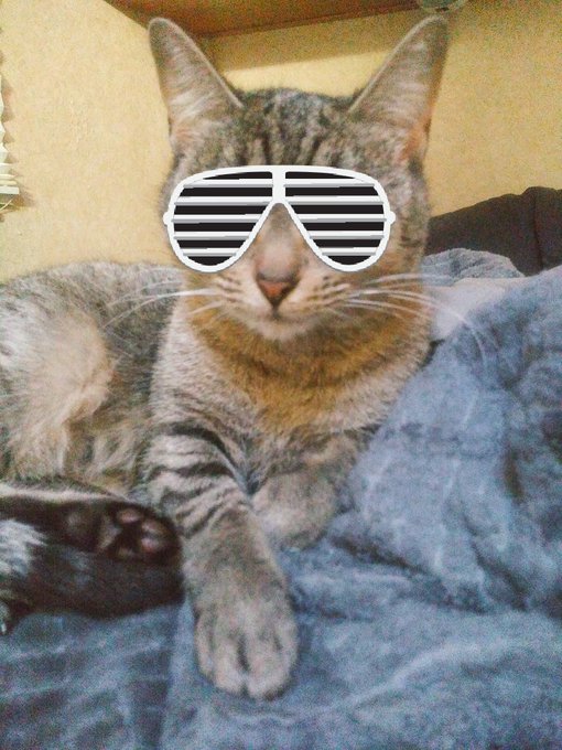 So much fucking this.   P.S. Kitty says hey-hey boo boo. 😘 https://t.co/LH3SFZUR6G<a href="/tag/kik"class="tags"><span>#kik</span></a><a href="/tag/findom"class="tags"><span>#findom</span></a><a href="/tag/kikme"class="tags"><span>#kikme</span></a><a href="/tag/bbr"class="tags"><span>#bbr</span></a><a href="/tag/sissys"class="tags"><span>#sissys</span></a><a href="/tag/efdp"class="tags"><span>#efdp</span></a><a href="/tag/frtq"class="tags"><span>#frtq</span></a>