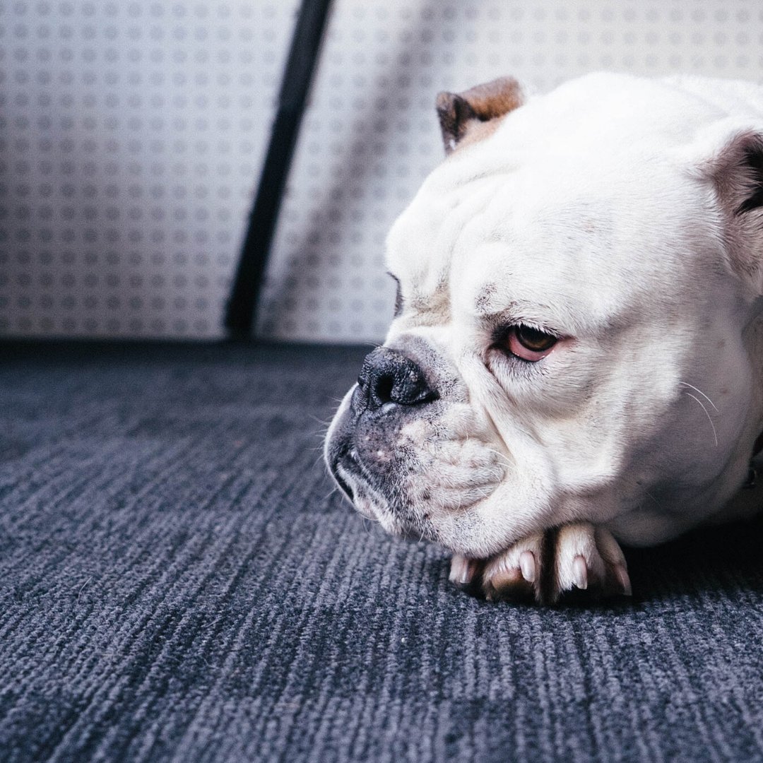 guywiththedog's tweet photo. Thinking about listing your home in the spring market? There are a few things you can do now to make sure everything is ready to go.

Getting your carpets cleaned can make a big difference in the overall appearance of your home.

Get more tips:
https://t.co/Kx710247sl https://t.co/v0LWhXURYj