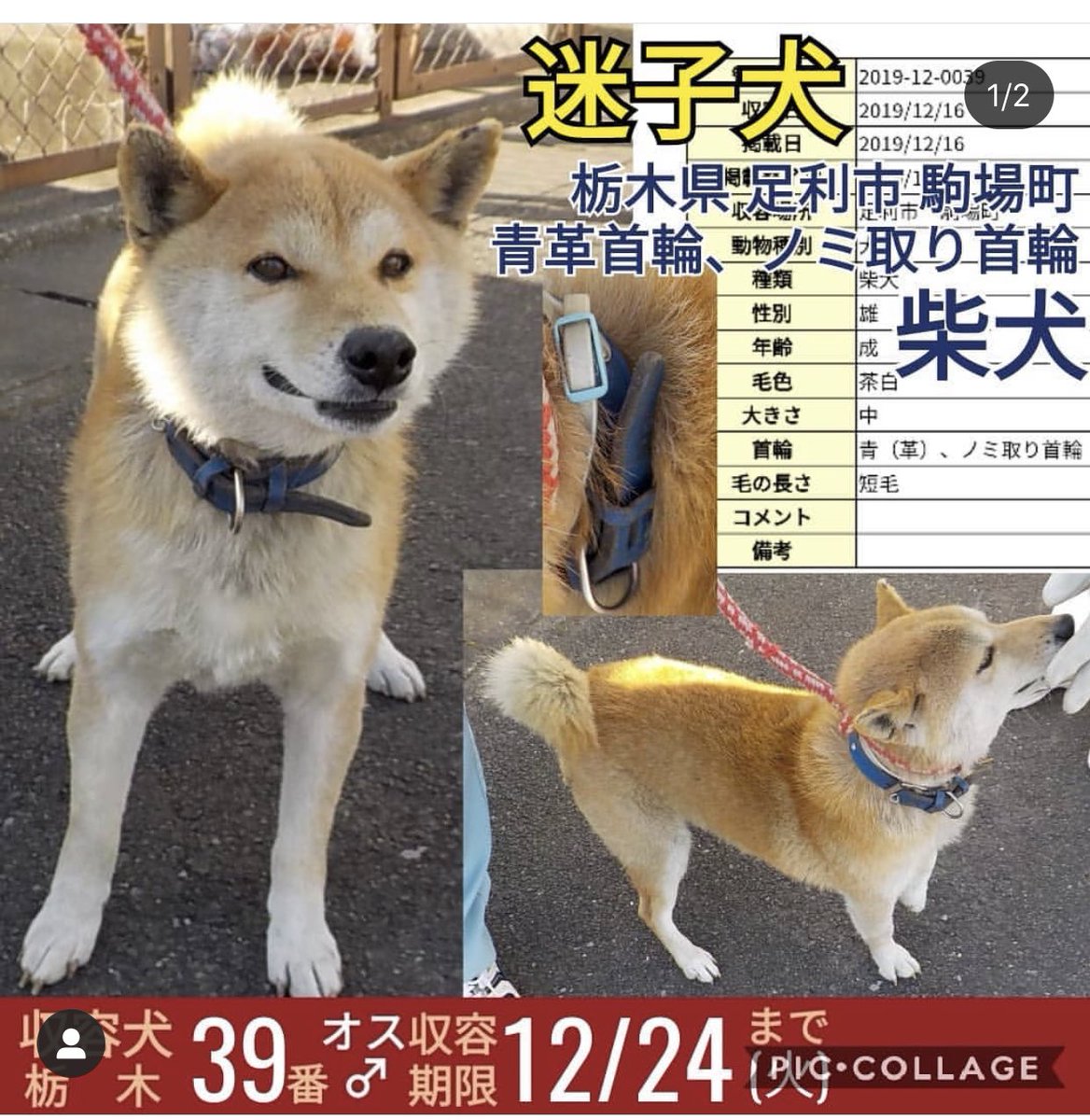 犬 神奈川 保護