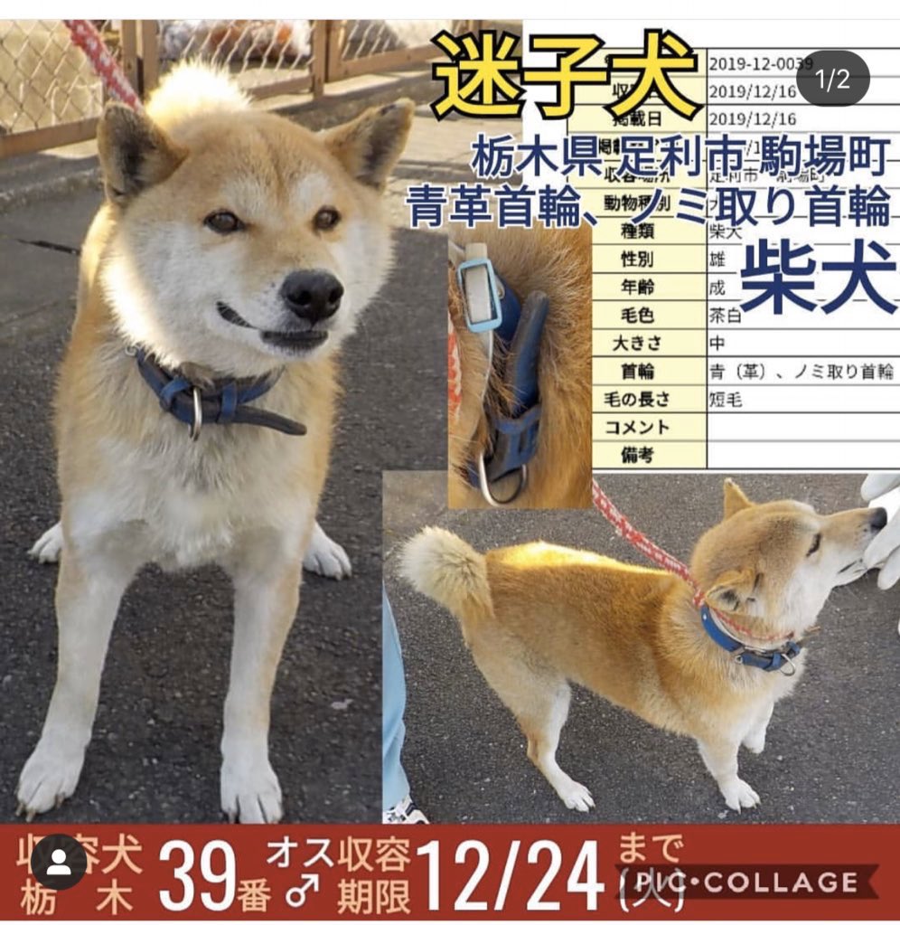 √画像をダウンロード 秋田 犬 柴犬 ミックス 282759 lapanpixapixjp