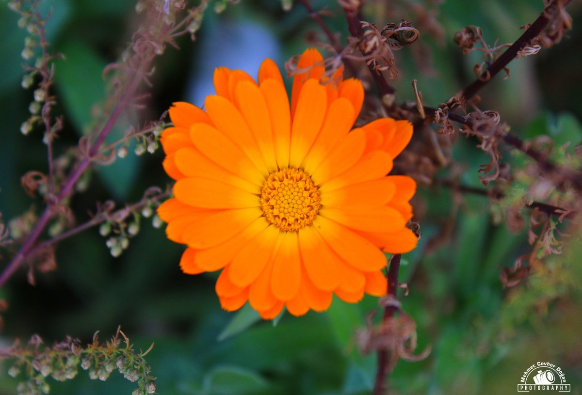 mcevherdogan's tweet photo. Baharda kışı kışın baharı özler insan. Kavuşmak şart mı boş ver, bazı şeyler yokken güzel.
#bahar #çiçek #flower #canon #doğa #ig_nature_naturally #gramsofearth #earth #sanliurfa #şanlıurfa #kış #nature_photobook #igskyvibes #picture #photography #photo #photooftheday #art https://t.co/enf7TmIDjC