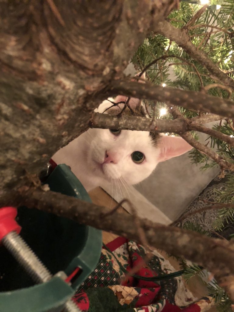 Jamorrison_'s tweet photo. Nibblet has gotten his sisters to sign a petition to keep the tree year round and is looking at Gary the fish for his support #cats #canwekeepit #Christmas2019 #Garydoesntcare https://t.co/b3T4QmDVRY