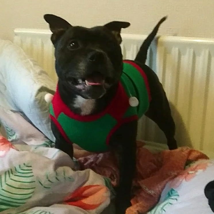 WagsTiny's tweet photo. Naughty elf comeback do a bonecrunchy on bigbed! 😮
.
.
.
#naughtyelf #Christmas #christmasdog #elf #naughtydog #chomp #staffy #staffie #staffordshirebullterrier #staffygram #saturdayvibes #satanshelper #santashelper #rescuedog #dogchristmasjumper #dogsofinstagram https://t.co/UWHd0OYTXi