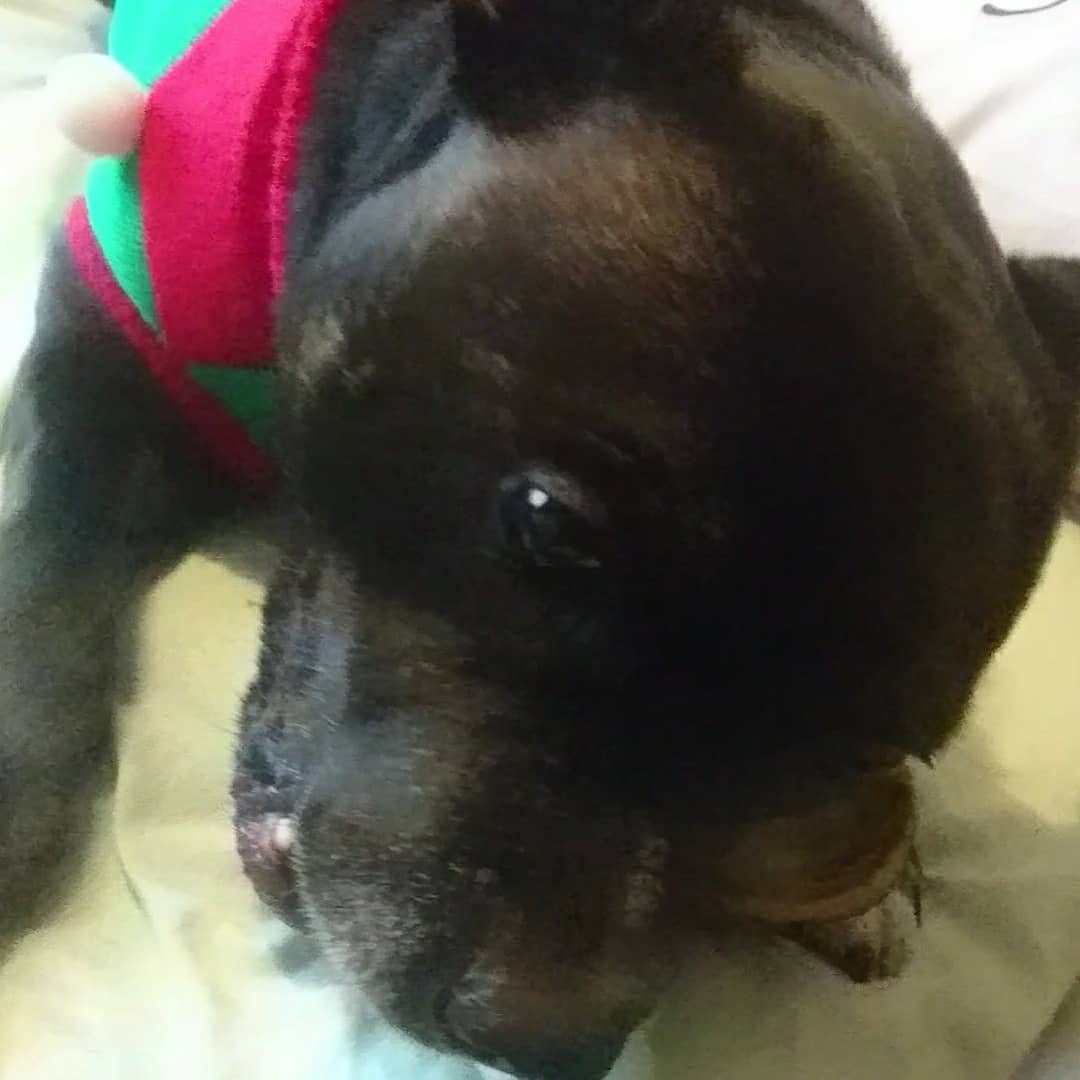WagsTiny's tweet photo. Naughty elf comeback do a bonecrunchy on bigbed! 😮
.
.
.
#naughtyelf #Christmas #christmasdog #elf #naughtydog #chomp #staffy #staffie #staffordshirebullterrier #staffygram #saturdayvibes #satanshelper #santashelper #rescuedog #dogchristmasjumper #dogsofinstagram https://t.co/UWHd0OYTXi