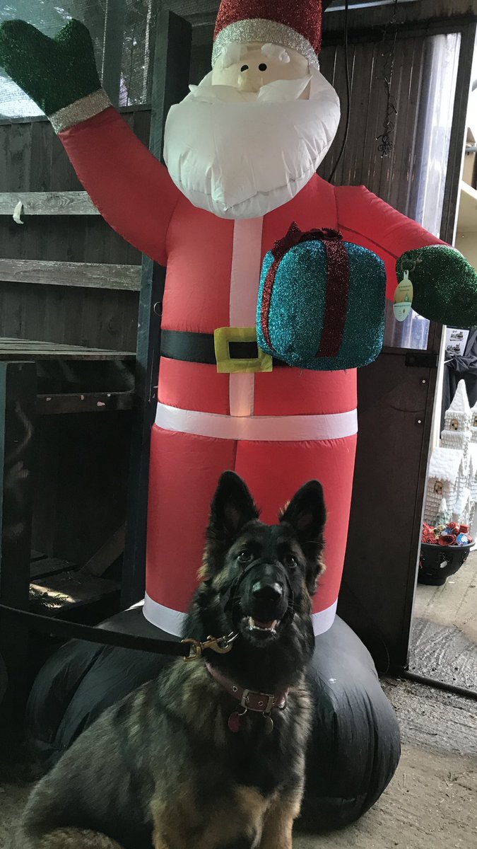 NicNic711's tweet photo. So after looking forward all week to taking Summer to see Santa, got there and it was £8!!! #ithinknot #scrooge #imtootight so made do with the next best thing #free #inflatable #stuffedsanta #DogsofTwittter #humbug https://t.co/hGBq0kaQTv