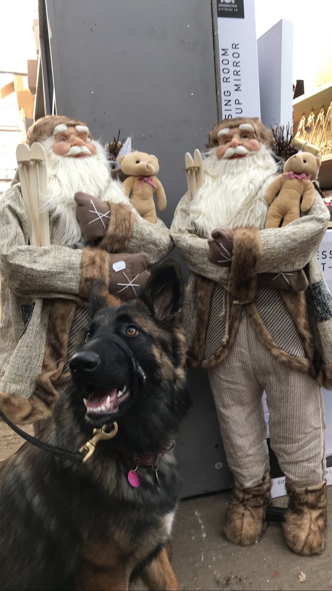 NicNic711's tweet photo. So after looking forward all week to taking Summer to see Santa, got there and it was £8!!! #ithinknot #scrooge #imtootight so made do with the next best thing #free #inflatable #stuffedsanta #DogsofTwittter #humbug https://t.co/hGBq0kaQTv
