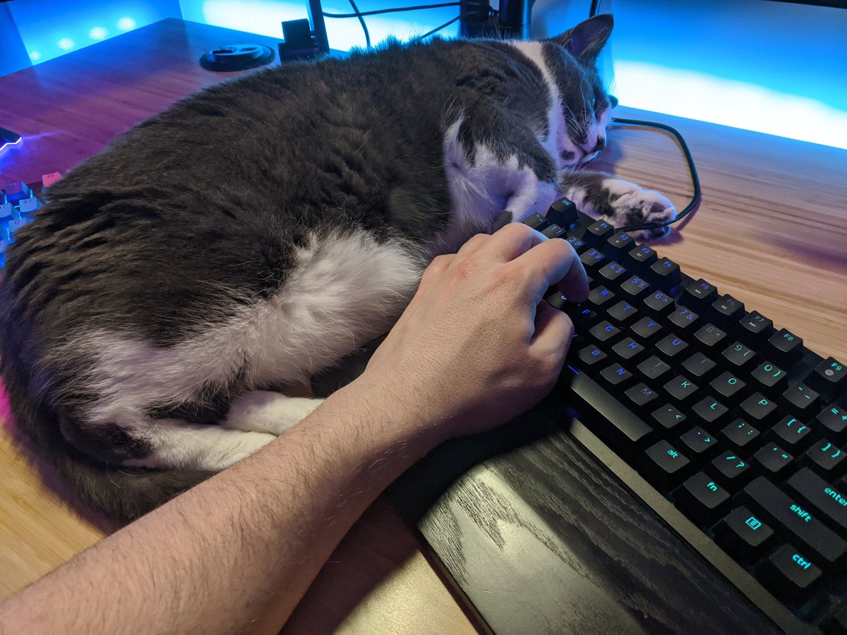 OptionalGames's tweet image. Cats.

#pcgaming #rescuecat #CatsOfTwitter #twitchaffiliate #supportsmallerstreamers #catsofinstagram #catslife