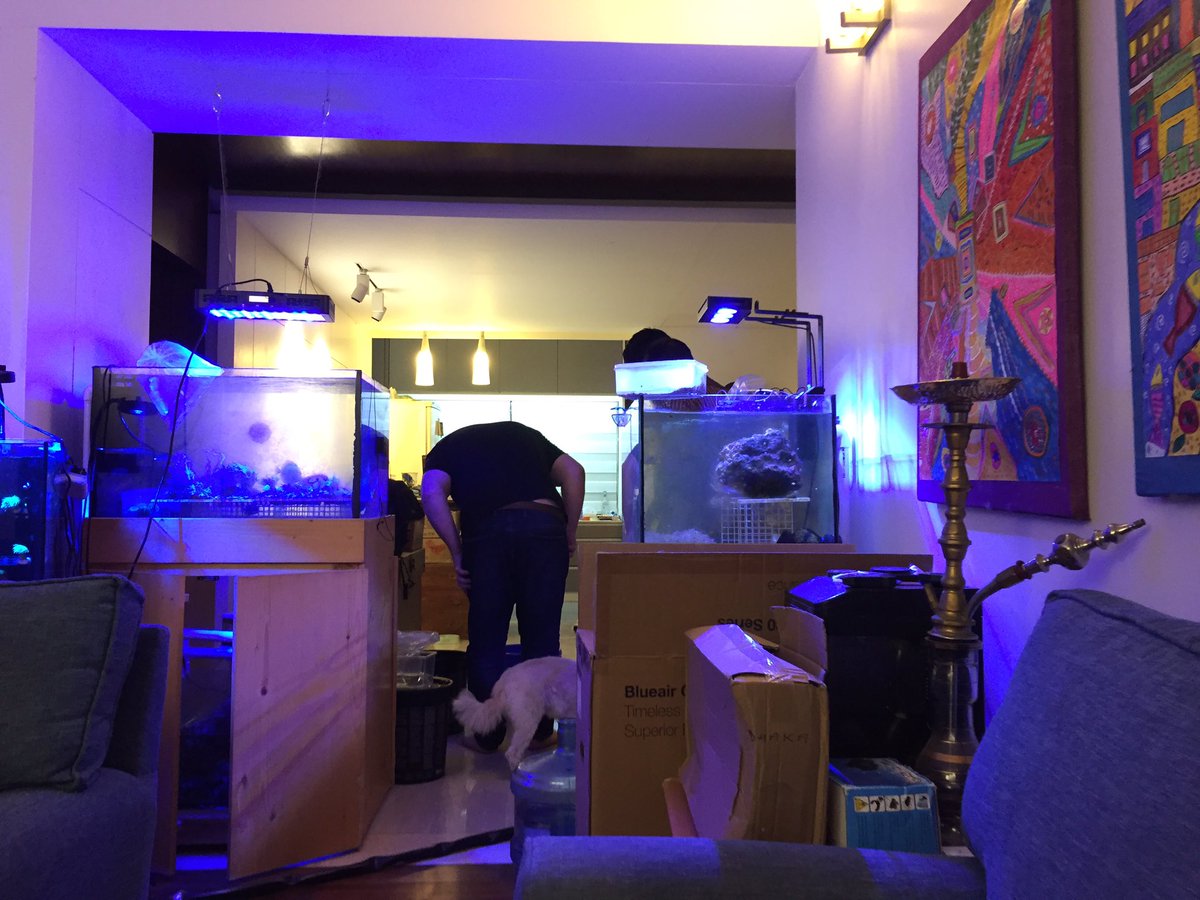 Rokib_visualart's tweet image. Good time with mr. Mattews house !
#saltwatertank #marinefish #fishloverbd #doglovers #beardman