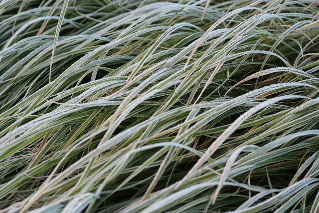 De winter is begonnen, de vast planten gaan in diepe rust.