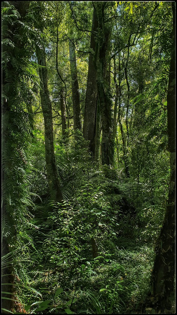 hottriggered's tweet photo. Kahikatea n Nikau 

Ferns fernerising
forest floor and rising

An avian haven
piece of peace

buttresses n pillars
remnants of once eons

Whitepine pining
wetland world's wonders

#wetland #kereru
#Kahikatea #whitepine
#ruraltrees #swamp #Nikau 
(C)#hottriggeredkiwi 
phone image https://t.co/26bATnzZ31