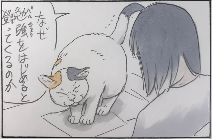 『モフモフのかべ』 