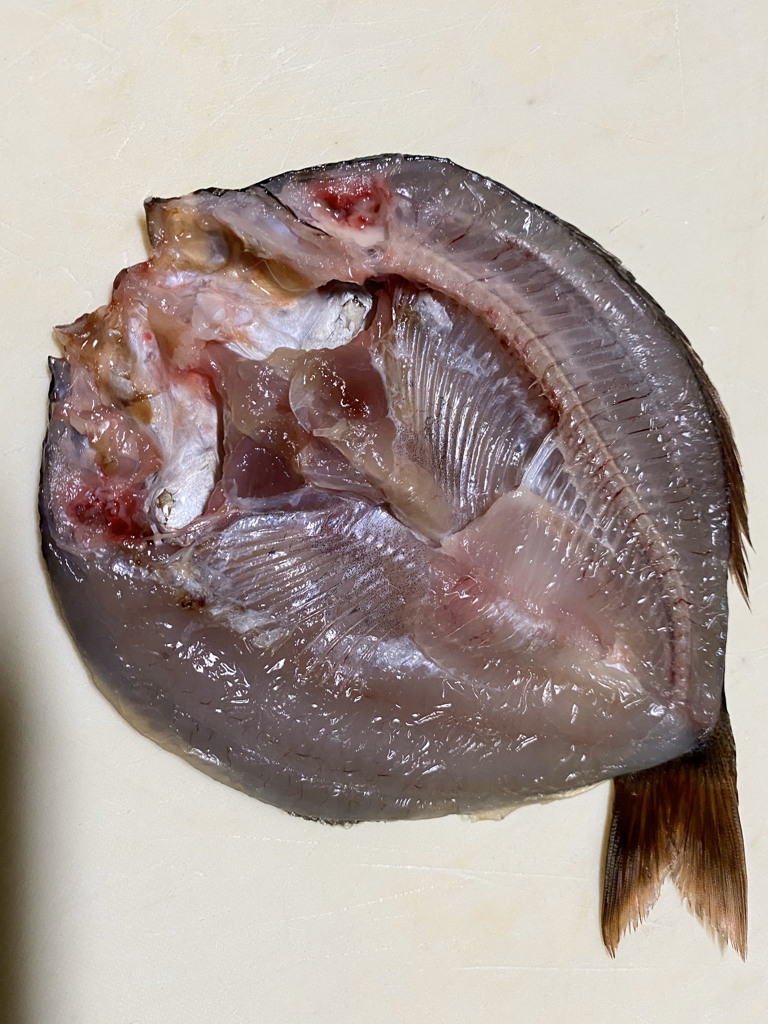 シロー式 海タナゴの一夜干しで 海タナゴの食べ方は干物しか浮かばない 干物 海タナゴ T Co Zbiir8vfxj Twitter