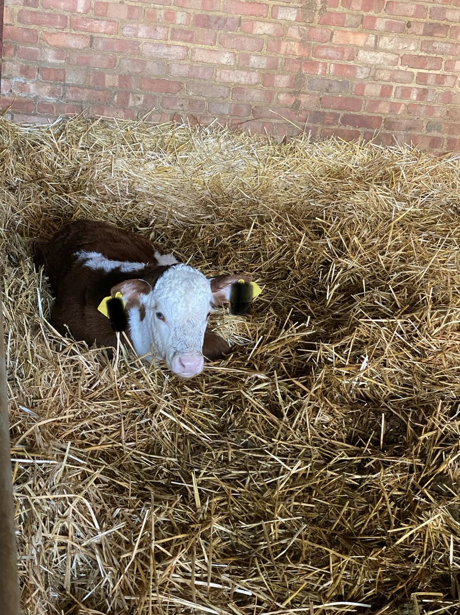 brexitcalf's tweet photo. Mooooning everyone. Just taking it easy today ruminating &amp; reflecting on the year ahead. When doing trade deals with the US I hope those negotiators reflect on the fact that annual rates of foodborne illness in the US are 14.7% (48m) of the population versus 1.5% (1m) in the UK. https://t.co/TSTqhTPkel