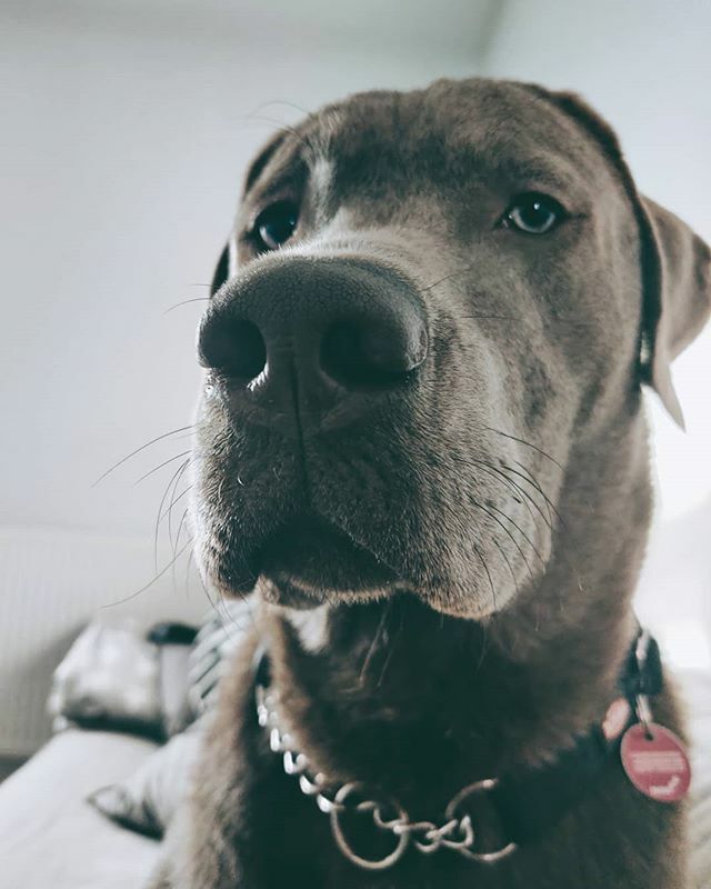 Youknowthebo's tweet photo. He is getting so big 😍 but  @woody_woodstock_thesilverlab is also deep in his  puberty phase 😂

____________________
#Dog #puppy #cute #happy #selfie #love #labrador #packofpaws #fluffy #puberty #furry #fun #friends #visualsoflife #createexploretakeo… https://t.co/eAmCQnFpGc https://t.co/gdhE6IH20M