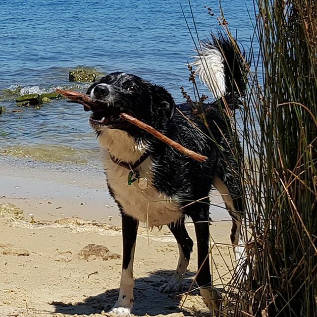 ralphkwalker's tweet photo. Lifes a beach... i mean stick...
#ralph #thelifeandtimesofralph #perth #bordercollie #dogs #westernaustralia https://t.co/QeIzqEMIIW https://t.co/M1wRwVzmSD