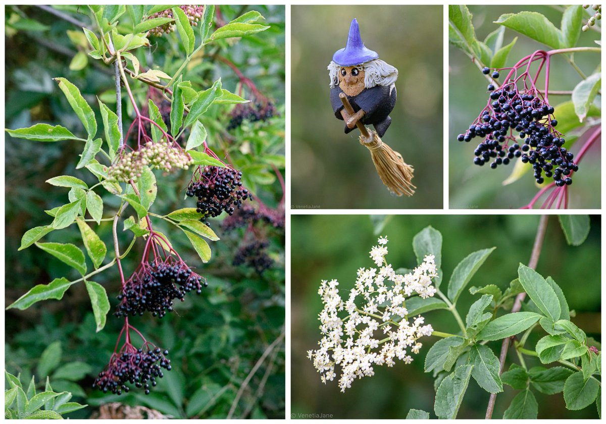 VenetiaJane's tweet image. It is said that at #Christmas time if you dip an Elder tree twig in oil then float it on the surface of water it will turn and point towards any 'up-to-no-good' #witches who may be hiding nearby. A fun idea for a party game, but be careful you don't upset the relatives! #folklore