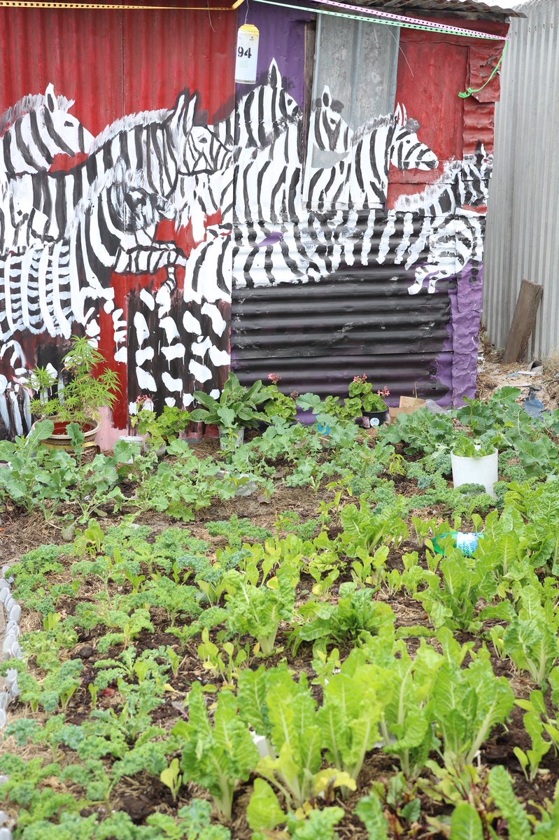 EscapetotheCape's tweet photo. The team from @united  helped plant some vegetables in the gardens around the area with the help of Juma Art Tours @discoverctwc @MeetSA_ @SATravelTrade  @SouthAfrica
 #myunitedjourney #meetsouthafrica #discoverctwc #jumaarttours #thestoryroom https://t.co/eywMu8oEqN