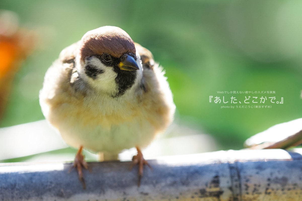 うえだこうじ Birder連載 雀と一休み Pa Twitter ふくら雀 可愛いですね Blogには写真10点掲載しています T Co Quyiohcp16 スズメ 福良雀 福来雀 写真