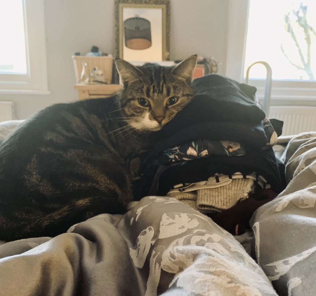 migummog's tweet image. Oh how kind to put this clean washing here for me to lean on!! #caturday #liein #cat #catsoftwitter