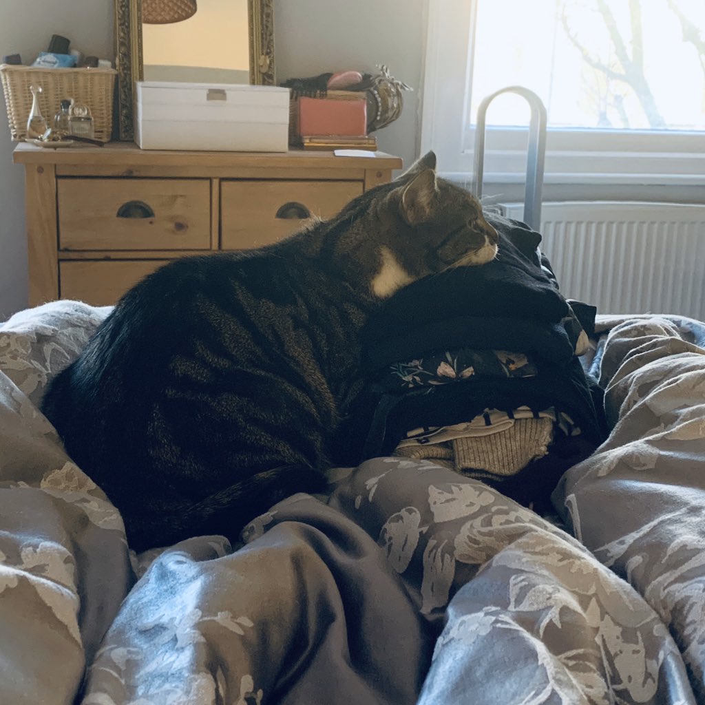 migummog's tweet image. Oh how kind to put this clean washing here for me to lean on!! #caturday #liein #cat #catsoftwitter