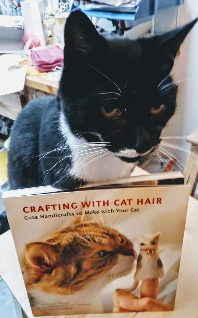 dr pindec tweet media