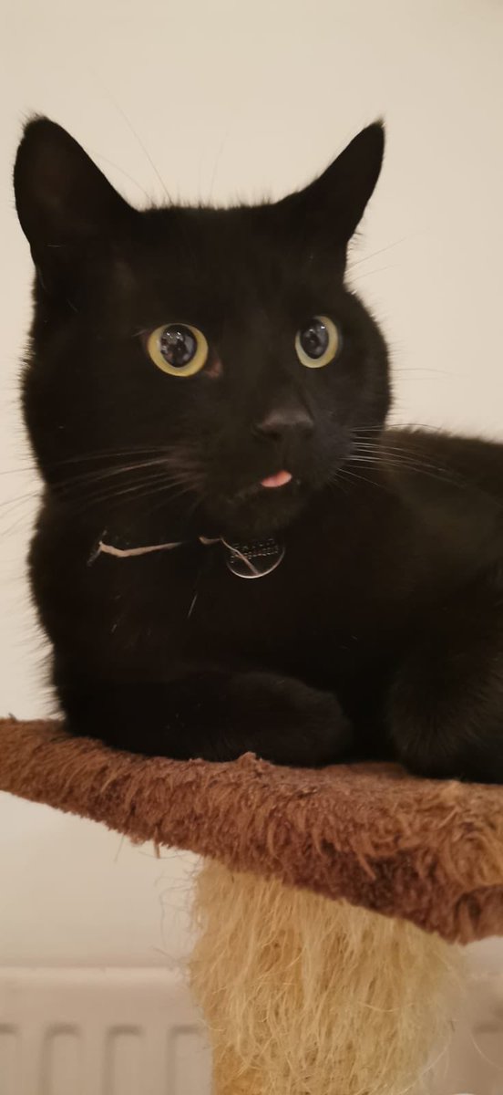 cat_patch's tweet image. Tongue retractor fixer is required. Apply within.