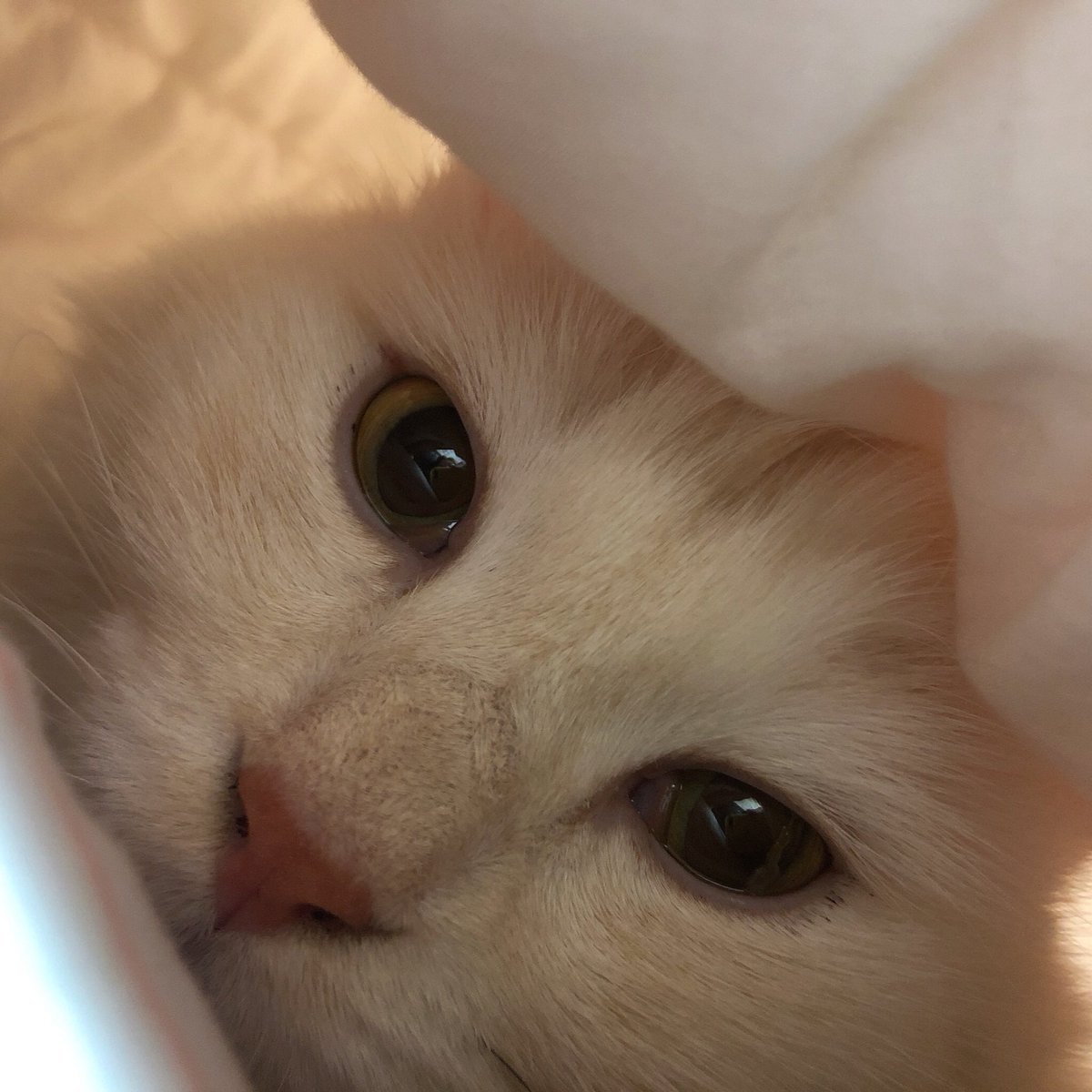 추운지 이불속에 들어와서 자구이써🔥💛