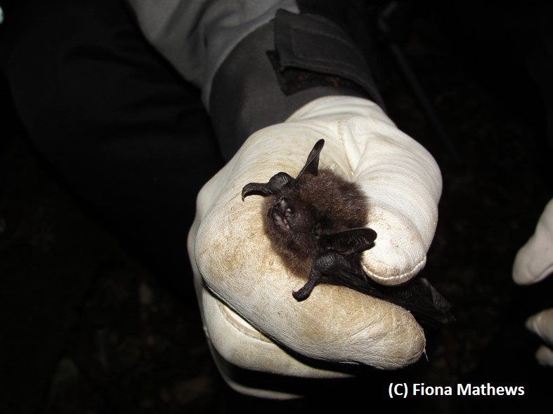 Mammal_Society's tweet photo. #AdventCalendar DAY 21: #SerotineBat (Eptesicus serotinus)
Quick facts:
- IUCN Status - Vulnerable (VU)
- High juvenile mortality in poor weather conditions, so populations may be affected by weather fluctuations caused by climate change.
 - Prey largely on beetles and moths. https://t.co/ydK3iGYuQD