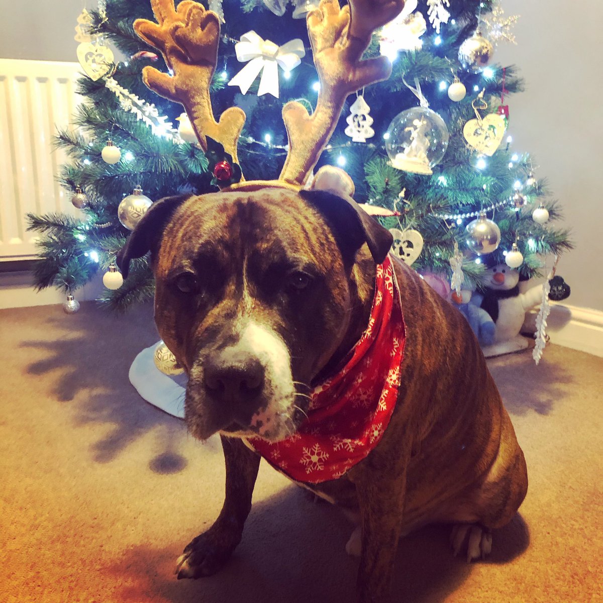 Happy Saturday 🐾🎄🐾
#staffy #staffysaturday #staffie #staffylove