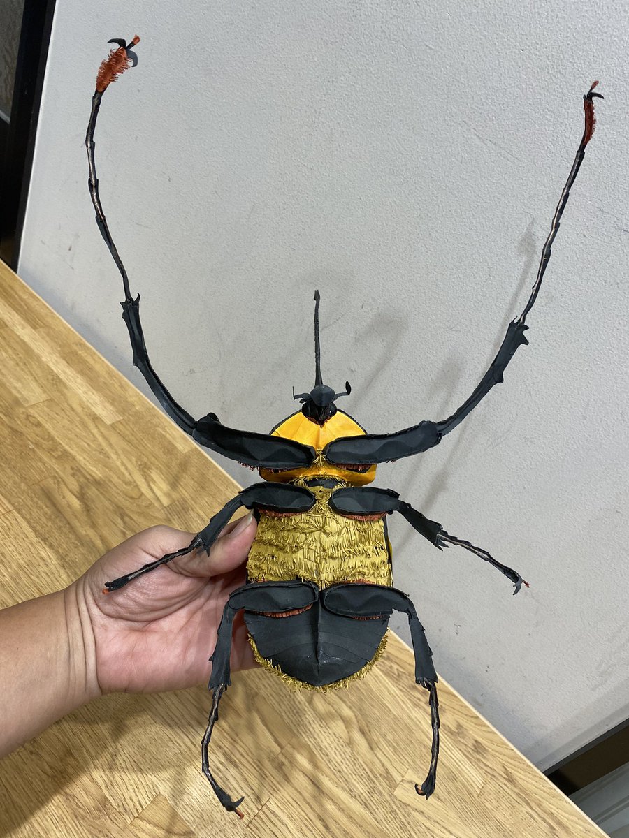 今度は巨大化した ノコギリタテヅノカブトが発見されました‼️ その