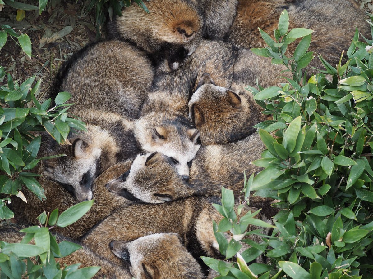 やまこじ 今日のたぬき団子も巨大でした 東山動物園 ホンドタヌキ