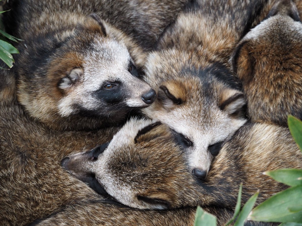 やまこじ 今日のたぬき団子も巨大でした 東山動物園 ホンドタヌキ