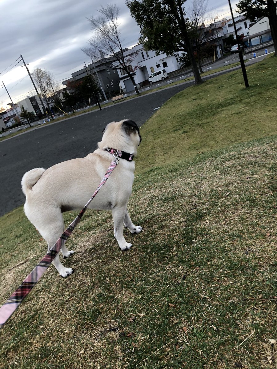 鈴木 陸 犬が行方不明です 白いパグです 東苗穂のイオンからいなくなりました 情報ありましたらお願いします Dmください 拡散して下さい お願いします パク 行方不明