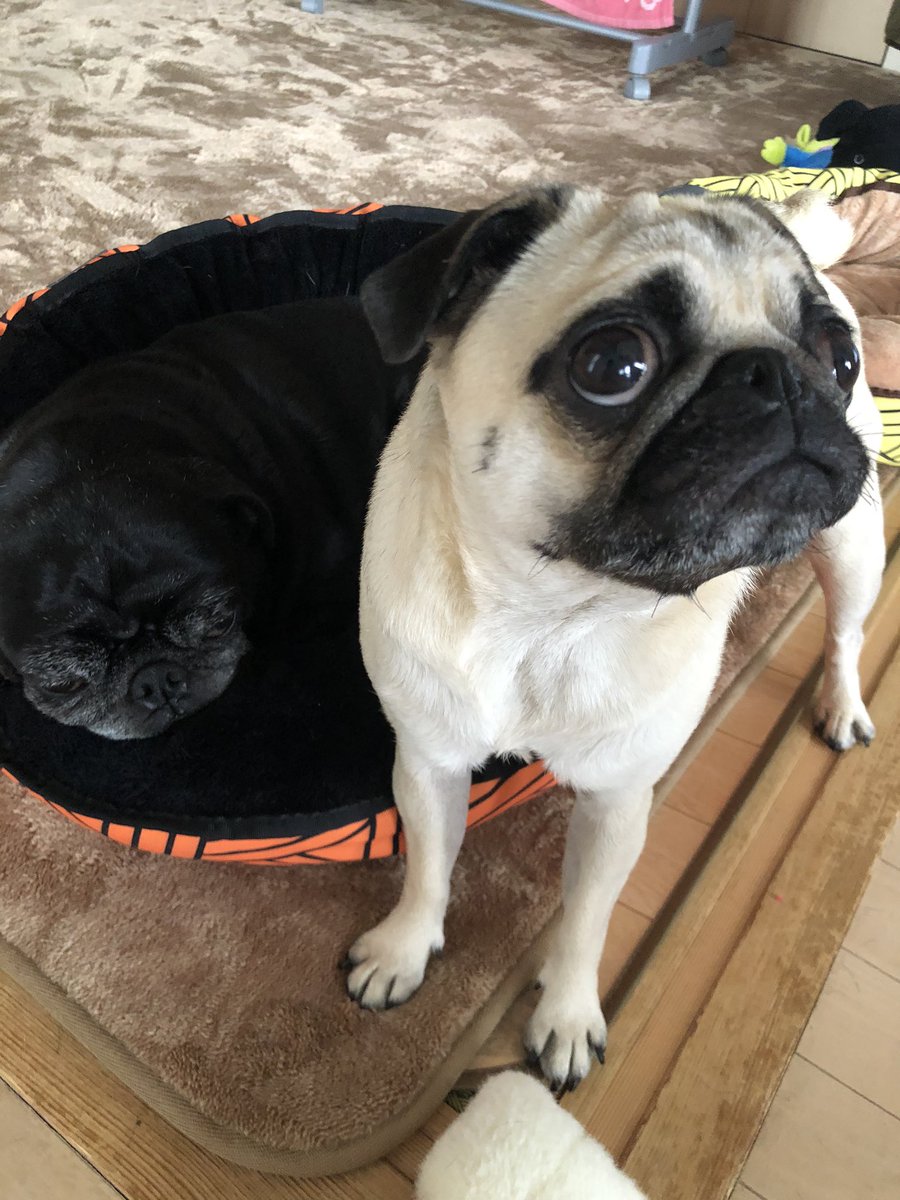 鈴木 陸 犬が行方不明です 白いパグです 東苗穂のイオンからいなくなりました 情報ありましたらお願いします Dmください 拡散して下さい お願いします パク 行方不明