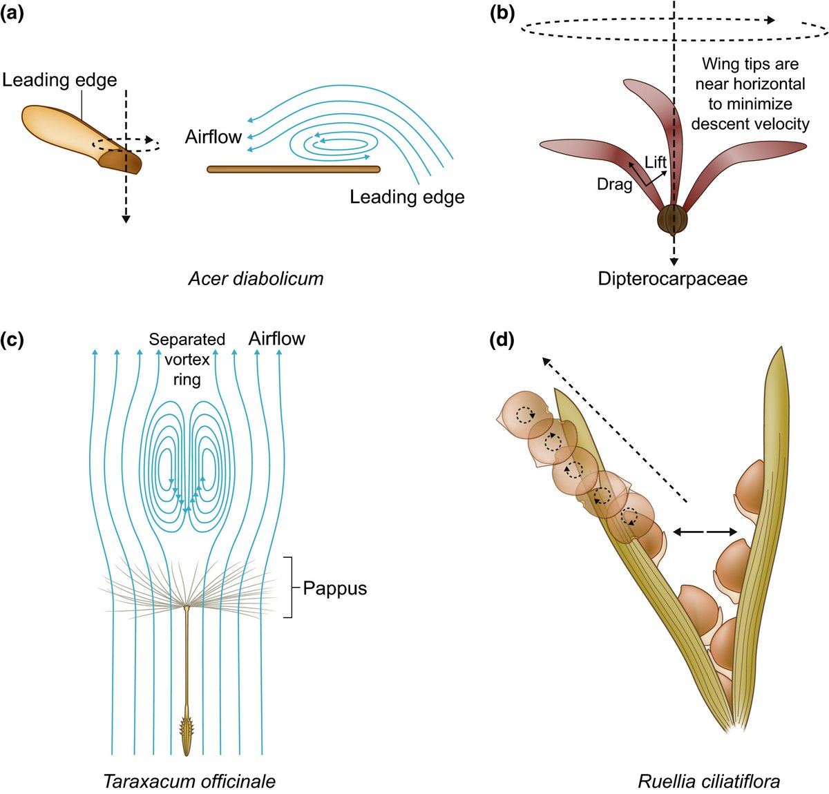 Mechanical mechanisms of dispersal. 