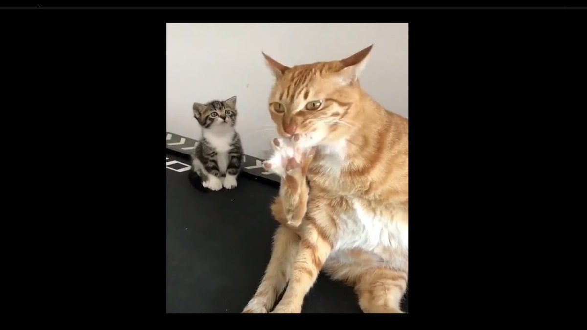 MeowMoeDotCom's tweet photo. #Cute Kittens Doing #Funny Things ...
 
#Cats #Cat #Kittens #Kitten #Kitty #Pets #Pet #Meow #Moe #CuteCats #CuteCat #CuteKittens #CuteKitten #MeowMoe
 
#Cat #CuteCatsVideos #CuteKittensVideos #CuteKittiesVideos #CuteMeowVideos
 
https://t.co/CB98pOJAz1
 
. https://t.co/XqNjrURKKP