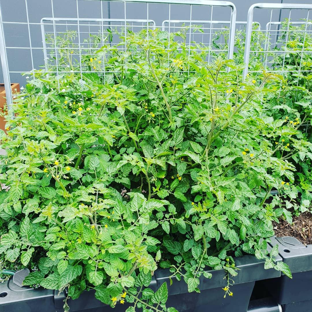 Biofilta's tweet photo. @globaltable_aus A Foodcube self watering garden made in Melbourne from recycked chip packet film woukd naje a sustainable gift too. https://t.co/yfExYpcZHL
