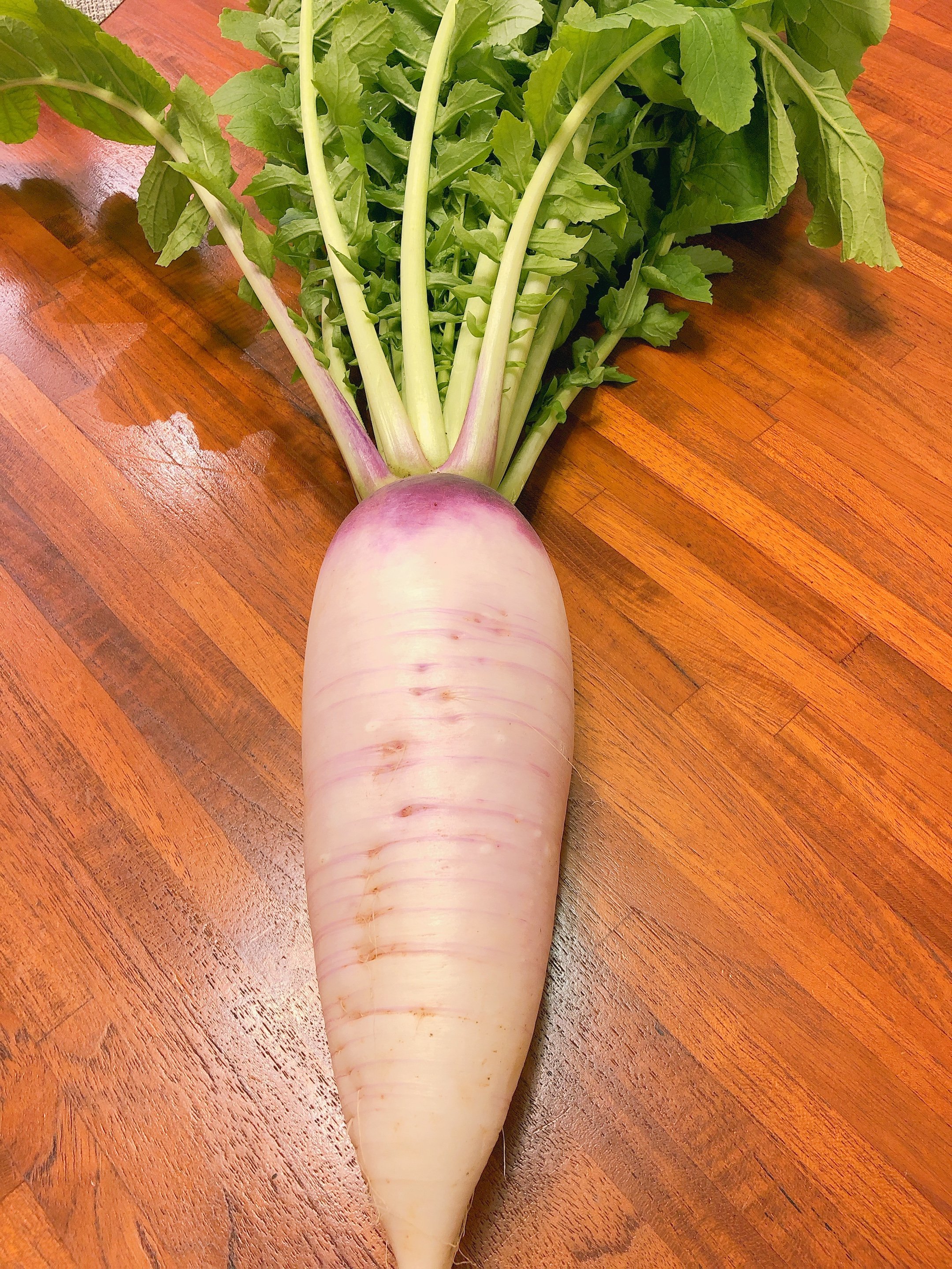 みなとのごちそう野菜 苅部大根 かるべだいこん 今日は横浜の苅部さんの農園へ 苅部さんといえばやっぱりこれです 10年かけて品種改良したオリジナル野菜 苅部 かるべ 大根 葉元が赤い大根 です 受験生のみなさん 受かるべ大根 食べ