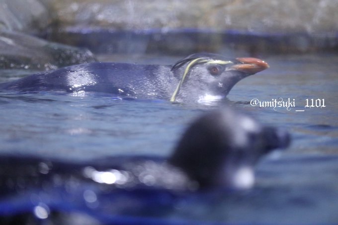 イワトビペンギンのtwitterイラスト検索結果