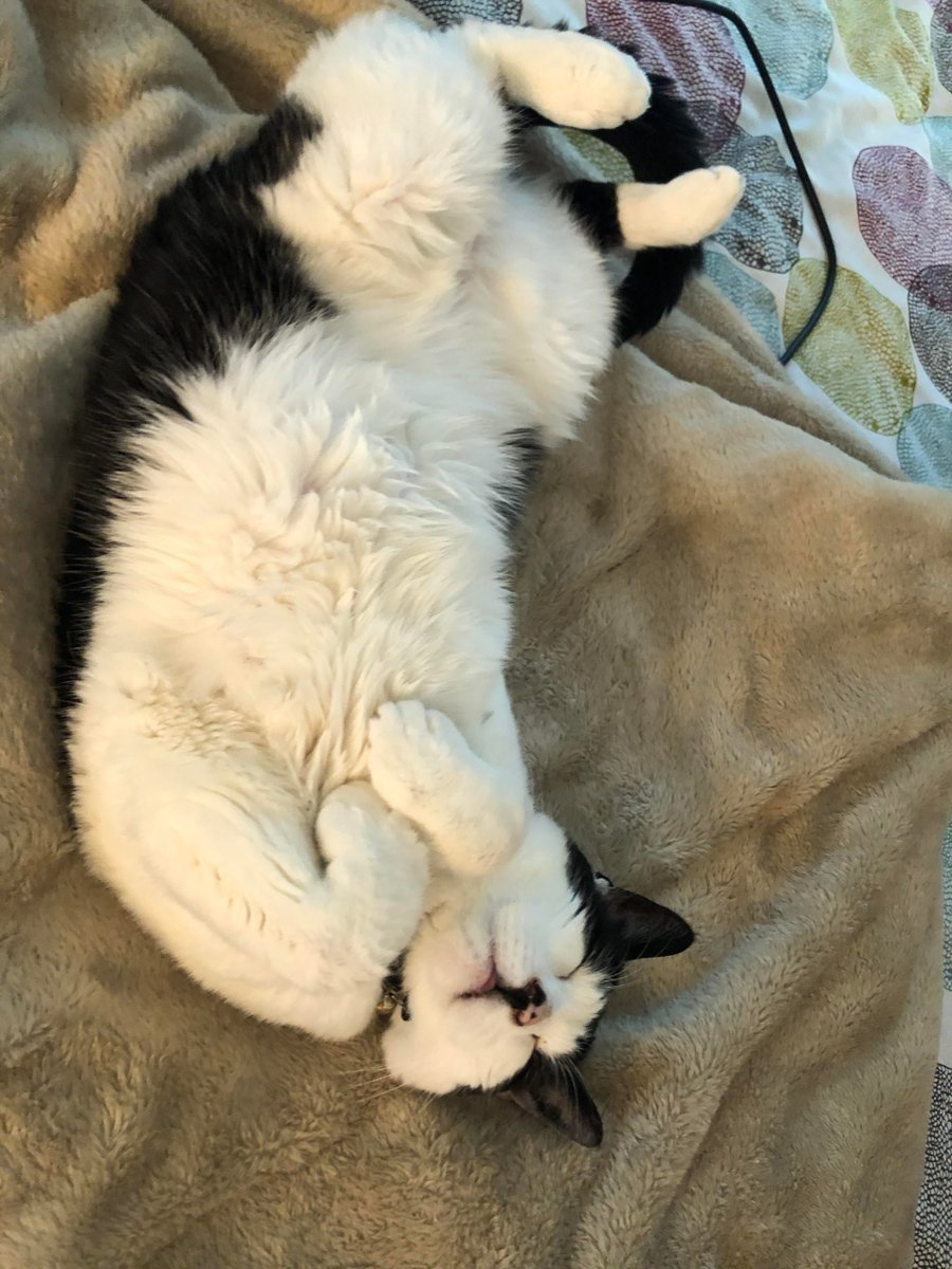 MeowMoeDotCom's tweet photo. #Babies don’t #Sleep this #Good.
 
#Cats #Cat #Kittens #Kitten #Kitty #Pets #Pet #Meow #Moe #CuteCats #CuteCat #CuteKittens #CuteKitten #MeowMoe
 
#Dont
 
https://t.co/4yRrEEmJeM
 
. https://t.co/AmIn7937au