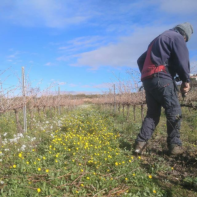 MuletViticultor's tweet photo. Podant entre flors🌼🌻🏵️ #terraviva #biodiversitat #bioindicadors #agriculturabiodinamica #agriculturamediterranea https://t.co/sETyCtAtrH https://t.co/J9mdzZpvos