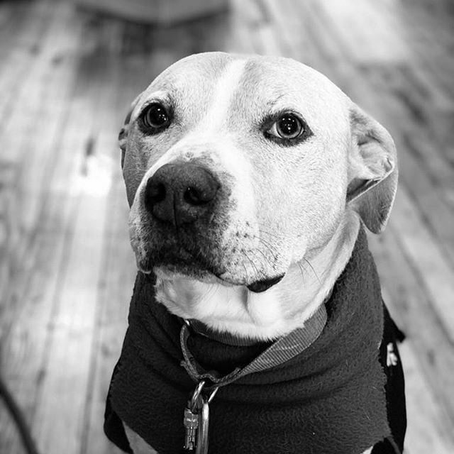 This me mood right now. 
#ellethedog ift.tt/391KLzc