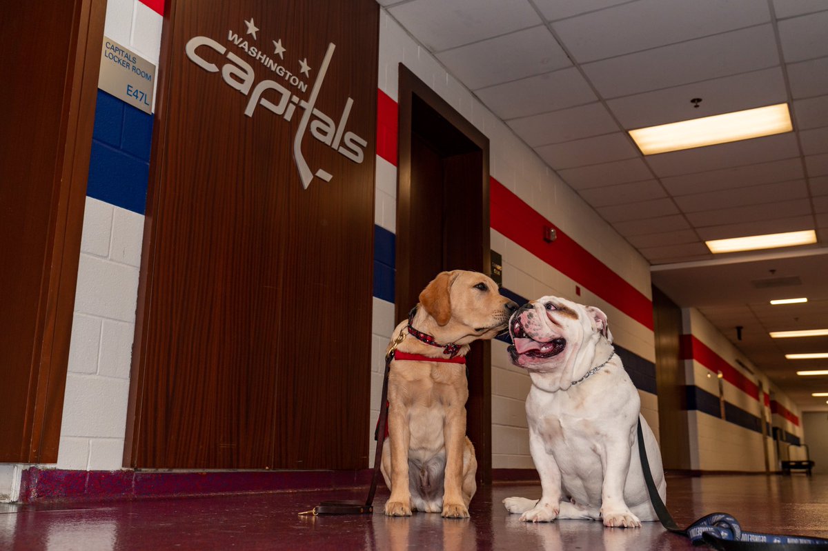 hi <a href="/GeorgetownJack/">Jack the Bulldog</a>