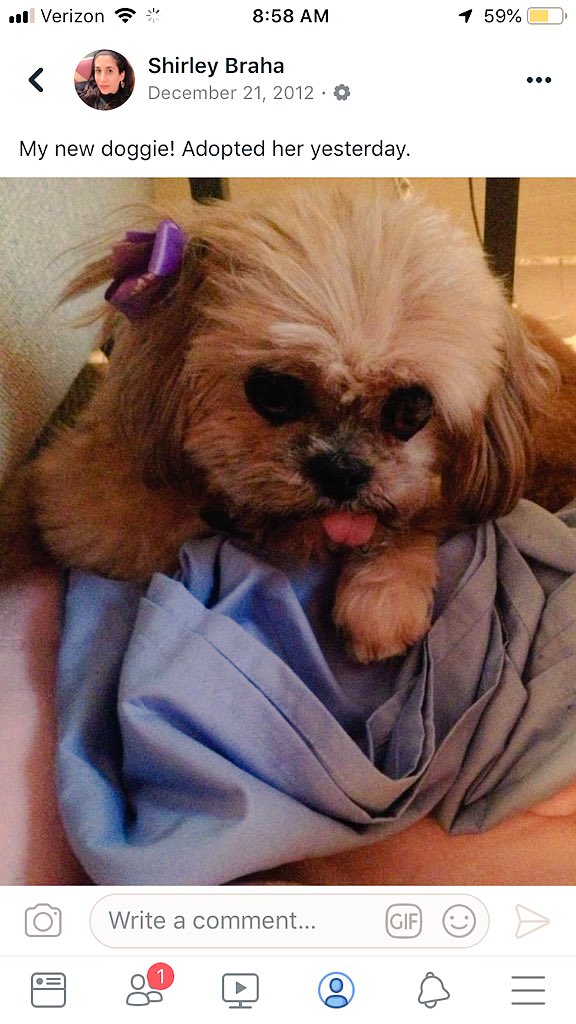 MarnieTheDog's tweet photo. 7 years ago 2day i was abopted https://t.co/JKDWu1ovtH