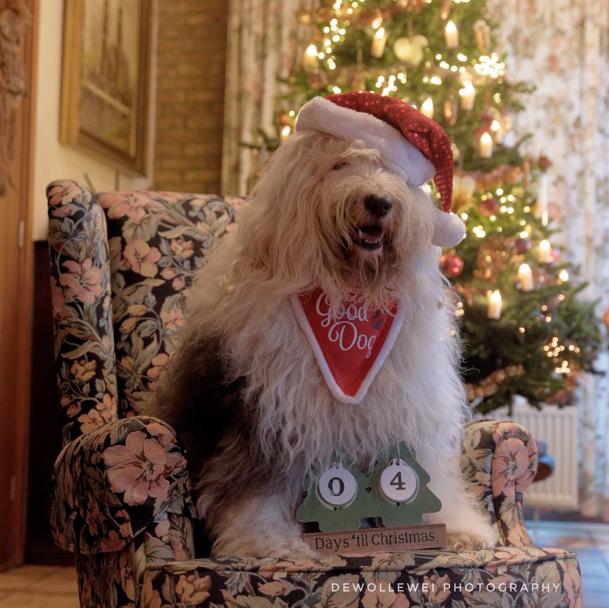 Four days till Christmas.
#oldenglishsheepdog
#oes
#bobtail 
#4daystillChristmas
#Christmas
