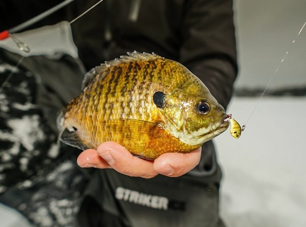 KendersOutdoors's tweet photo. Bluegill meet Bluegill
#katchfish | #icefishing https://t.co/QELqnjfMYz