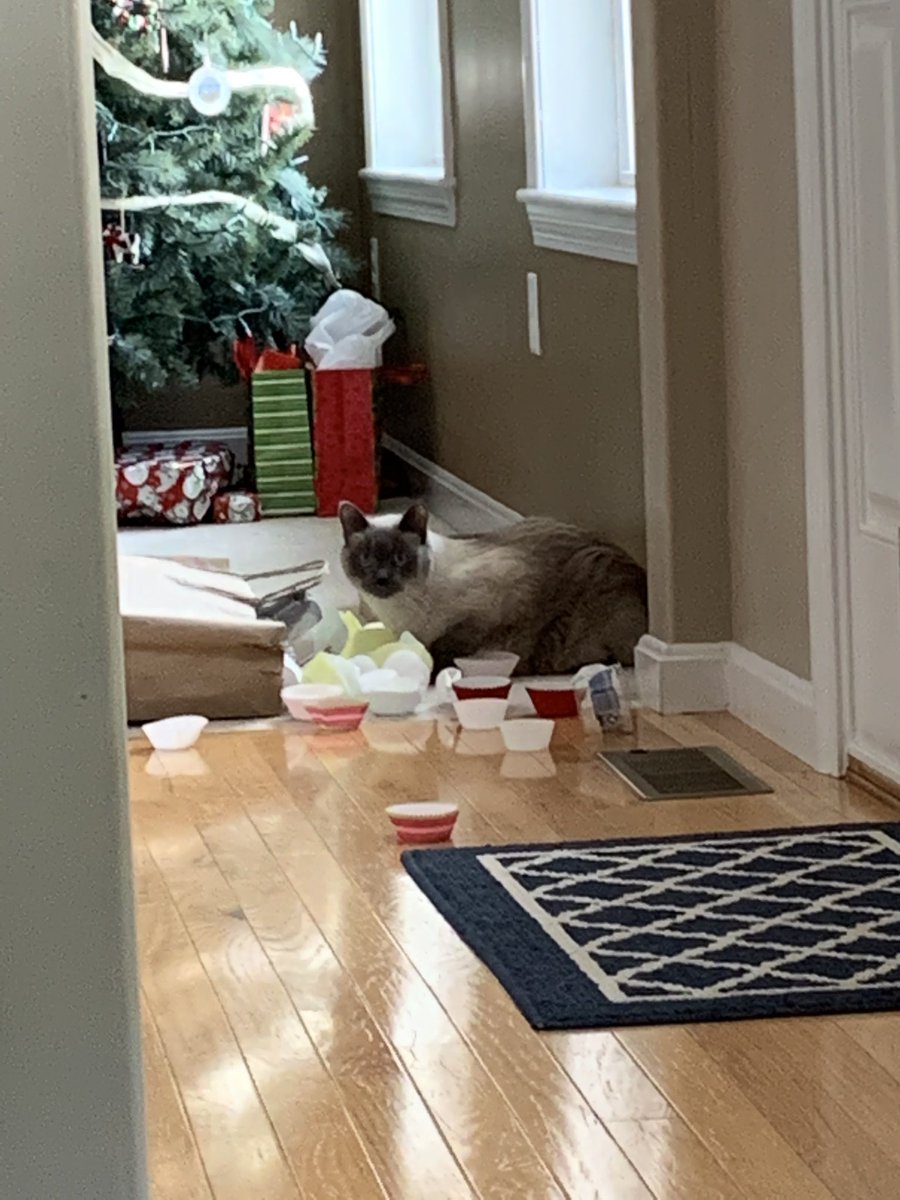 RealEmmettJames's tweet photo. “It’s the #Caturday before Christmas everybody get up we’re making cupcakes I’ve already got out the liners hehe” #catsofinstagram #CatsOnTwitter https://t.co/tnTMRkWqAo